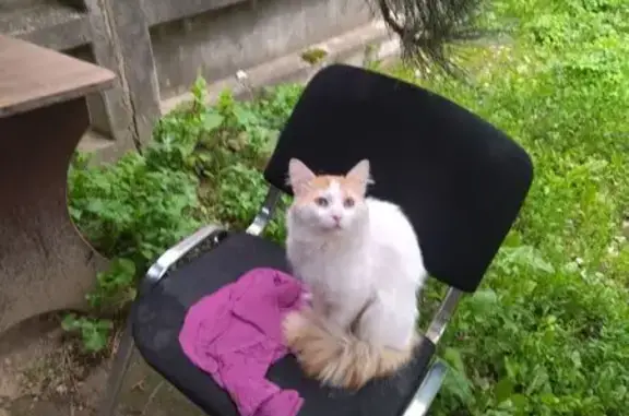 Пропала кошка, Подольск - photo