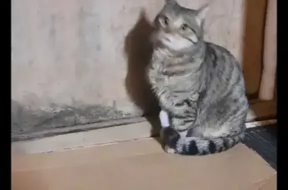 Котик найден: Внуково, Боровское шоссе - photo