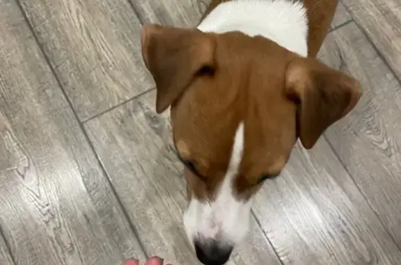 Найдена собака, Архангельск, фото: Собака найдена: Партизанская 56, Архангельск