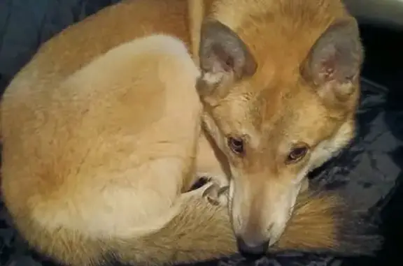 Найдена собака, Хабаровск, фото: Найдена собака, Хабаровск