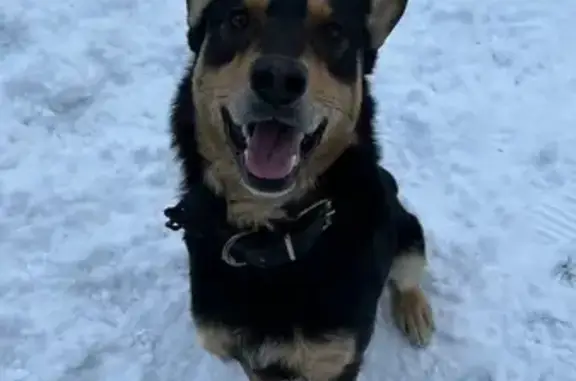 Пропала собака, Санкт-Петербург - photo