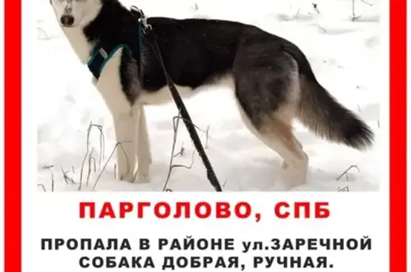 Пропала хаски, Заречная ул., Парголово - photo