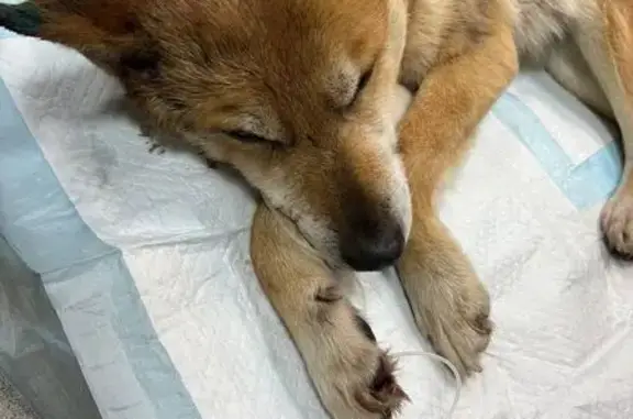 Найдена собака, Люберцы, фото: Найдена собака, Люберцы