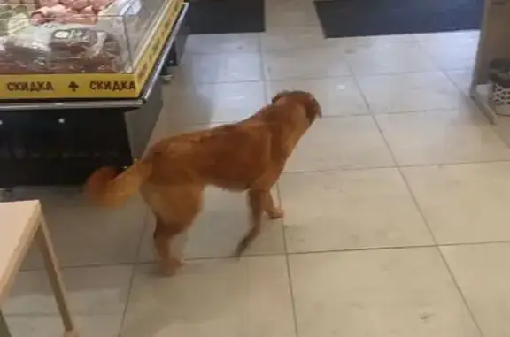 Поиск домашних животных, фото: Собака найдена: Пятницкое шоссе, 8, Москва