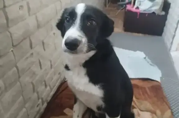 Пропала собака, Йошкар-Ола - photo