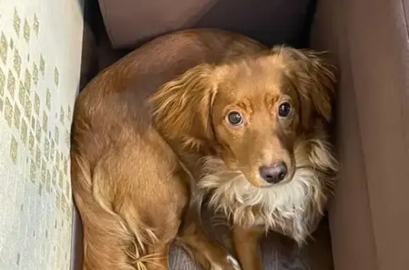 Пропала собака, Юкковское - photo