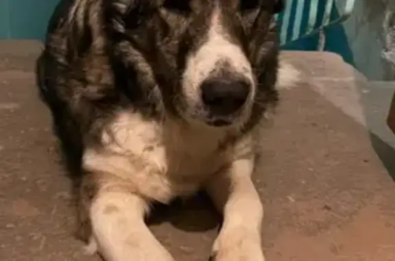 Найдена собака, Астрахань, фото: Найдена собака у Театра, ул. Коммунистическая 52