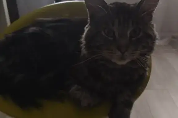 Пропала кошка, Пионерская 5/1, Канск - photo