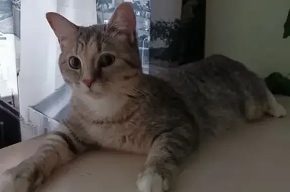 Кошки потеряшки, Серпухов, фото: Потеряшка кошка, Серпухов