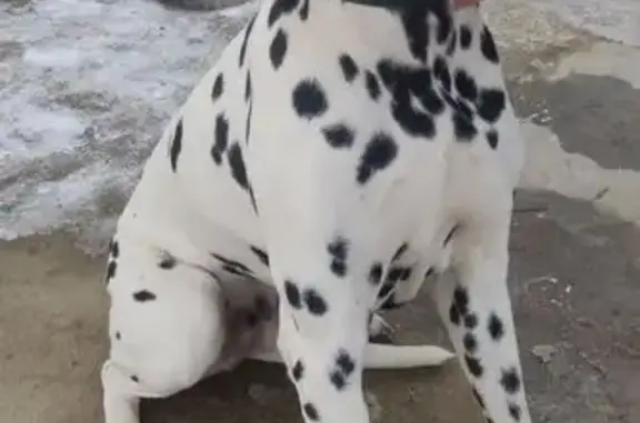 Найдена собака, Гигант, фото: Собака найдена в Гигантовском поселении