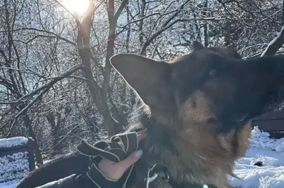 Найдена собака, Краснодар, фото: Овчарка найдена: Северная ул, 1, Краснодар