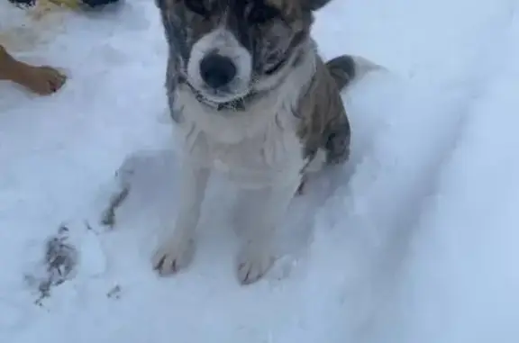 Найдена собака, Липецкий район, фото: Собака найдена в ЖК Берендей, Липецк