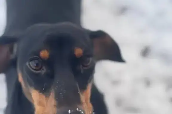 Пропала собака, Ногинск - photo