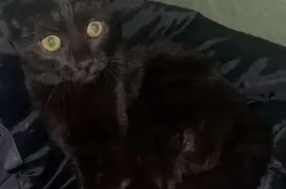 Найдена кошка, Белогорск, фото: Кошка найдена, ул. Кирова 2, Белогорск