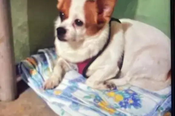 Найдена собака, Пенза, фото: Собака найдена: ул. Вяземского, Пенза