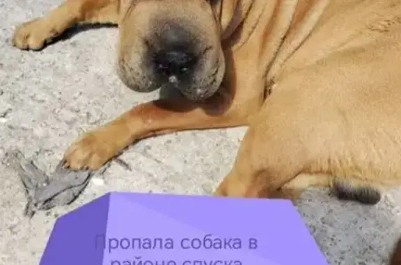 Пропала собака, Новочеркасск - photo