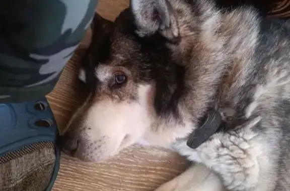 Найдена собака, деревня Соколова Пустынь, фото: Найдена собака хаски, Колтово, МО