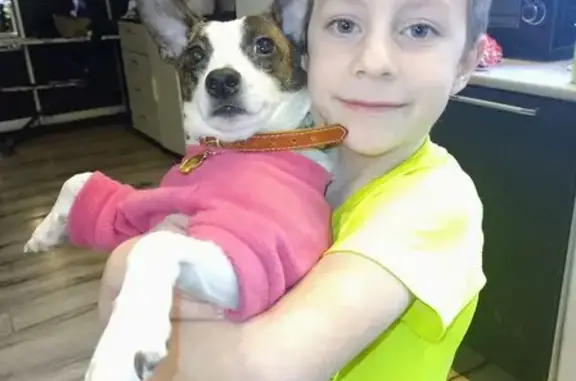 Пропала собака, Карамышево - photo