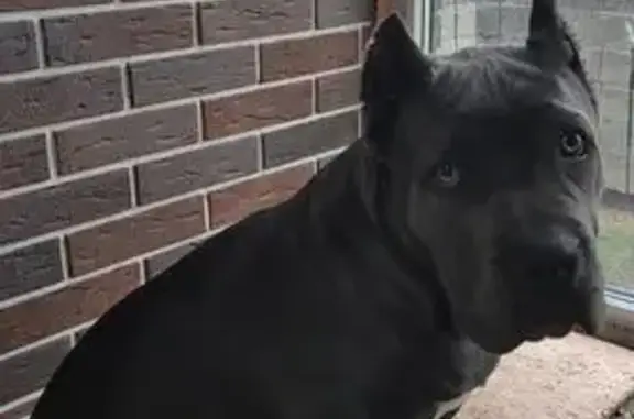 Пропала собака, Светлогорское - photo