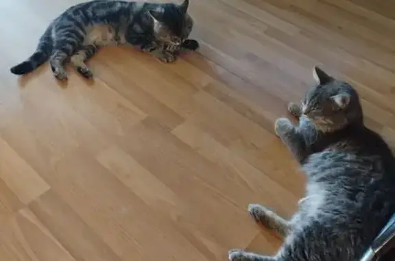 Пропала кошка, Таганрог - photo