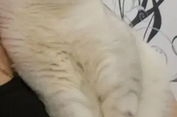 Кошки потеряшки, Переславль-Залесский, фото: Потеряшка кот, СНТ Химик-2, Ярославская обл.