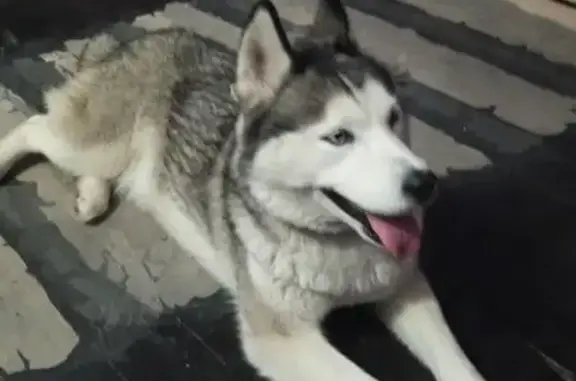 Найдена собака, Ставрополь, фото: Хаски найдена: ул. Космонавтов, Ставрополь