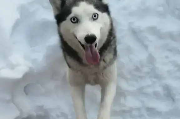 Найдена собака, Новоалтайск, фото: Хаски найдена, Прудская ул., Новоалтайск