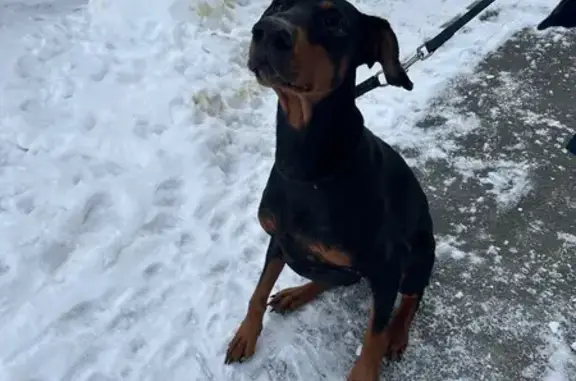 Найдена собака, Екатеринбург - photo