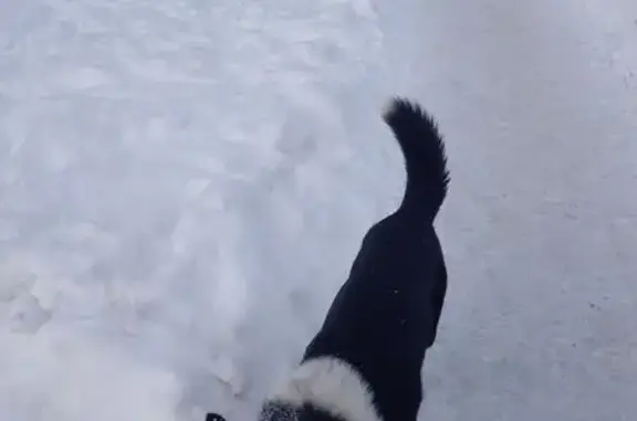 Найдена собака, Самара, фото: Собака найдена на Демократической, 30, Самара