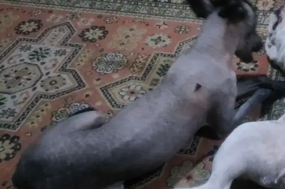 Пропала собака, Дмитров - photo