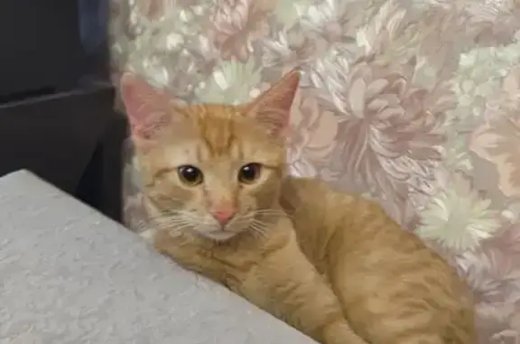 Найдена кошка, Калуга, фото: Рыжий котенок найден: Калуга, ул. Новая