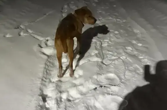 Найдена собака, Чехов, фото: Найдена собака, Московская область