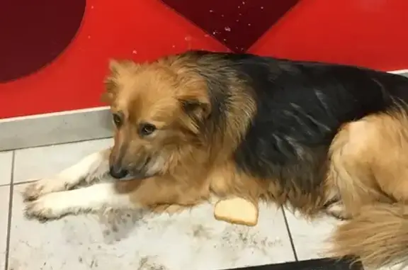 Найдена собака, Красноярск, фото: Собака найдена на Гусарова, 14, Красноярск