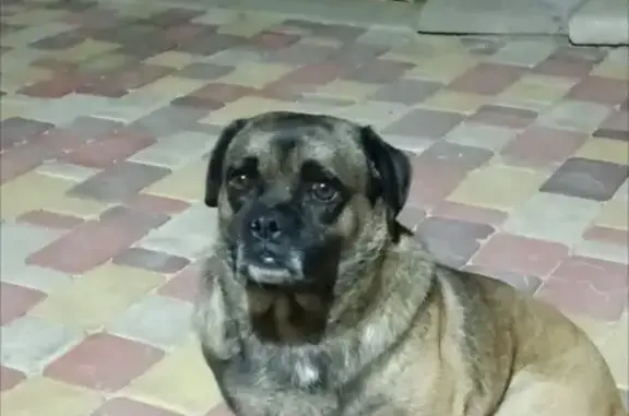 Пропала собака, Ейск - photo