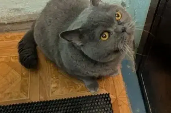 Найдена кошка, Тула, фото: Кошка найдена: ул. Демонстрации, Тула