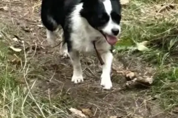 Пропала собака, Приморско-Ахтарск - photo