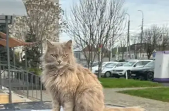 Пропала кошка, Майкоп - photo