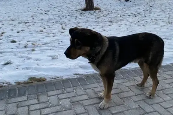 Найдена собака, Минусинск, фото: Собака найдена, Коммунистическая, Минусинск
