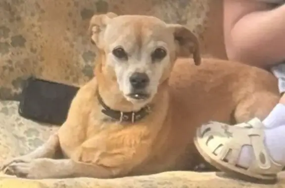 Пропала собака в Борисоглебске, ВО - photo