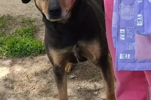 Пропала собака, Калуга - photo