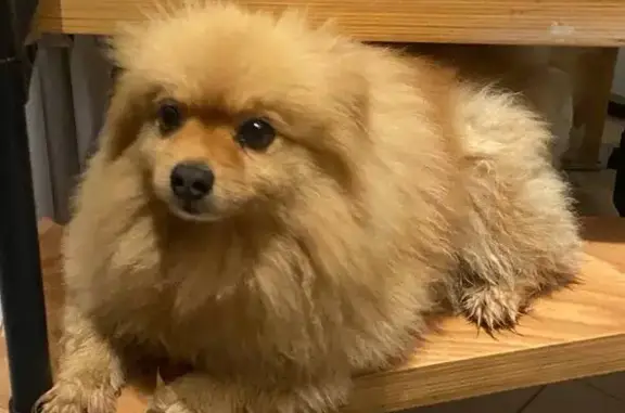 Пропала собака, Новоселки - photo