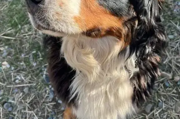 Собаки потеряшки, Крестовоздвиженское, фото: Потеряшка собака, Крестовоздвиженское