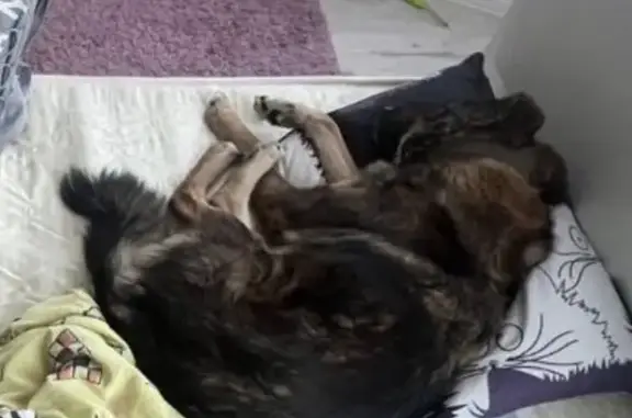 Пропала собака, Краснодар - photo