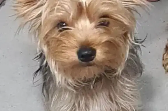 Пропала собака, Прокопьевск - photo