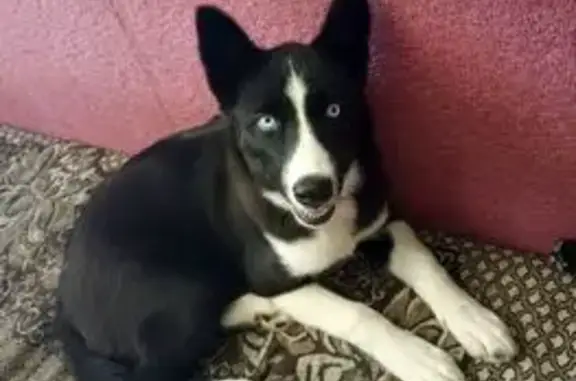 Пропала собака, Вологда - photo