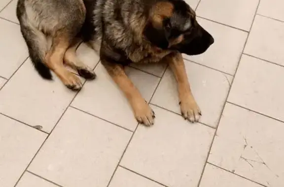 Найдена собака, Тверь, фото: Собака найдена на Хромова, 80, Тверь