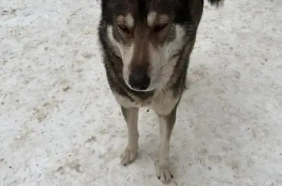 Найдена собака, Воронеж, фото: Найдена собака, Воронеж