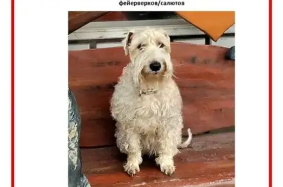 Пропала собака, Реутов - photo