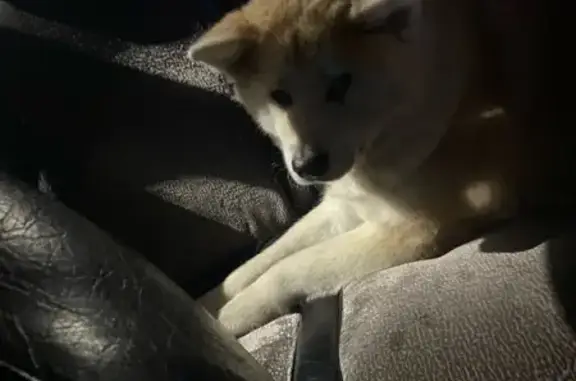 Найдена собака, Старобжегокай, фото: Акита найдена: Тургеневское шоссе, 7А