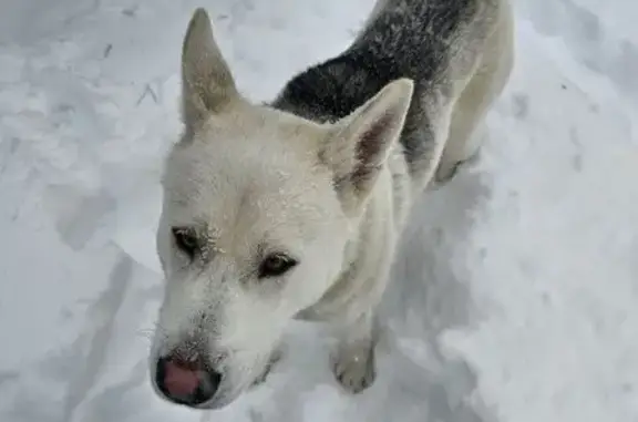 Найдена собака, Белоусово, фото: Найдена собака, Белоусово